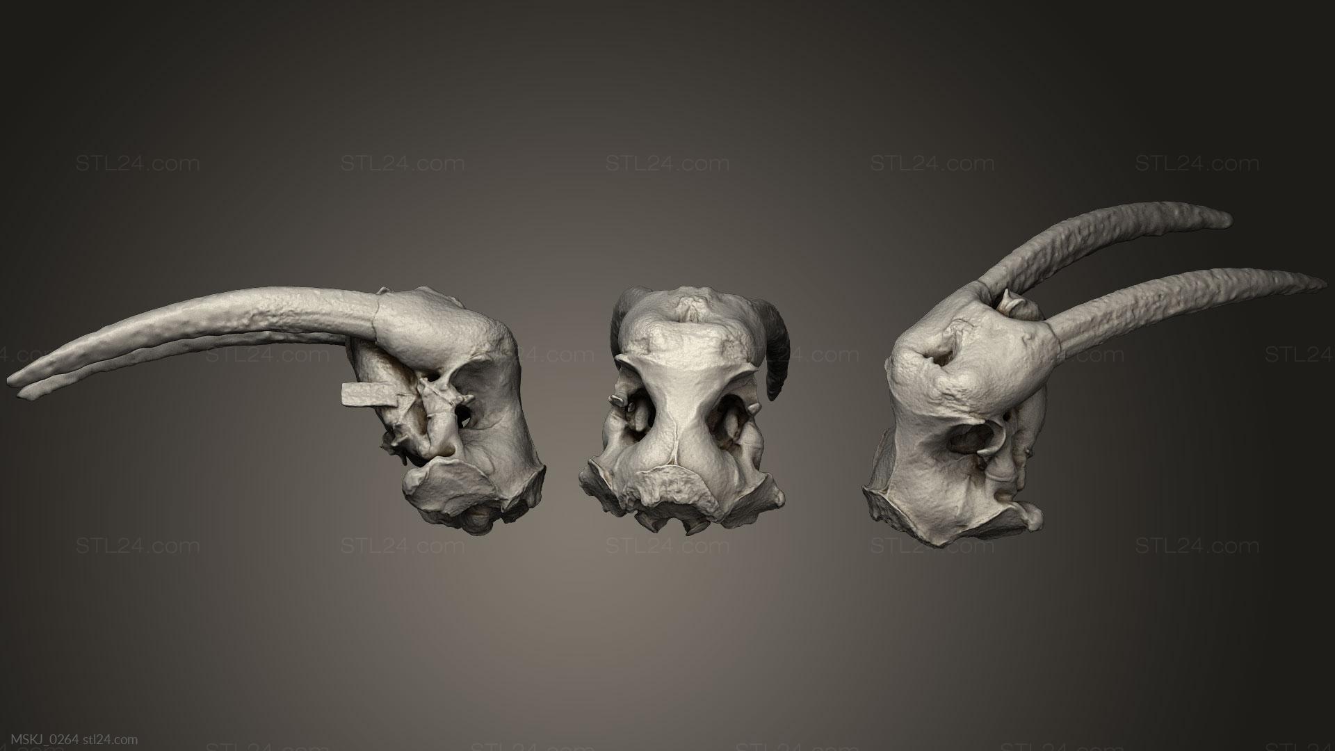 Маски и морды животных (Череп моржа, MSKJ_0264) 3D модель для ЧПУ станка